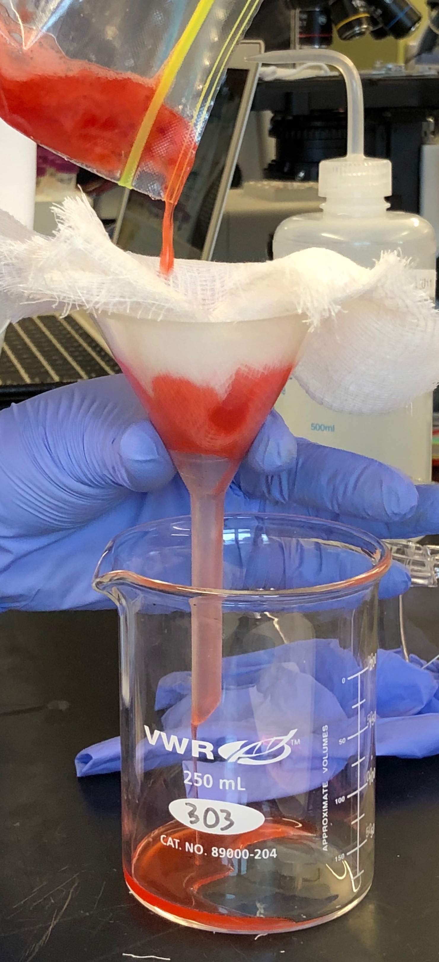 Filtration of the strawberry homogenate.