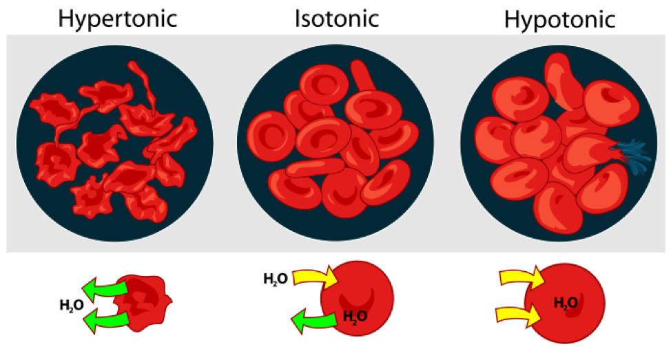Osmosis in red blood cells.