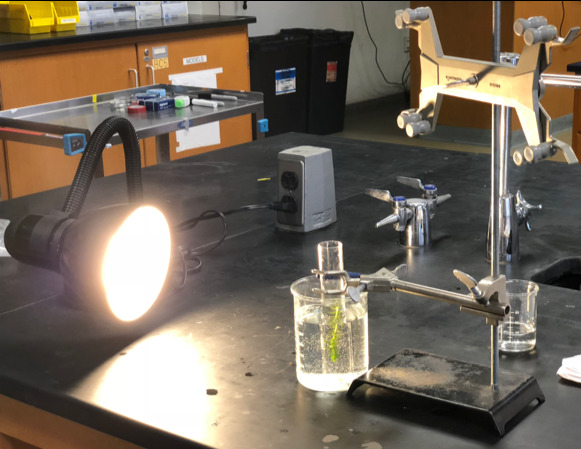 Setup for photosynthesis experiment.