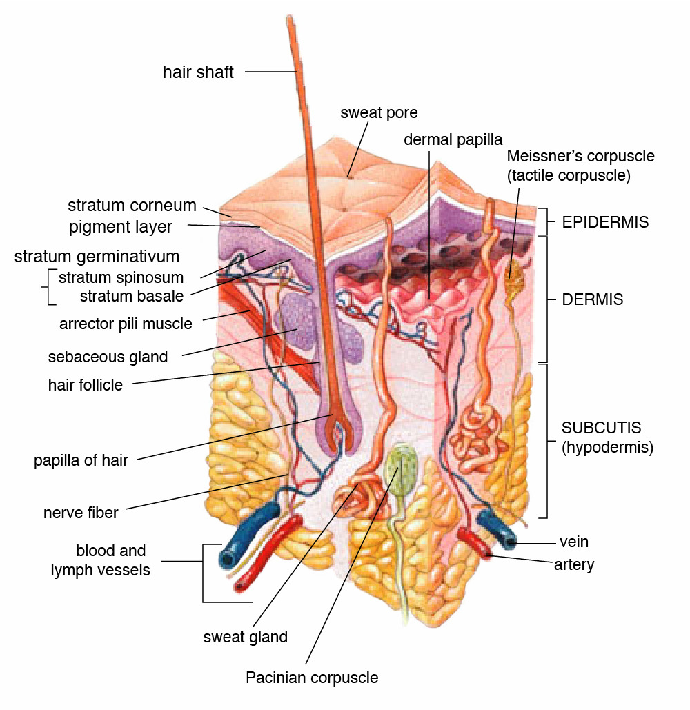 Anatomy of human skin.