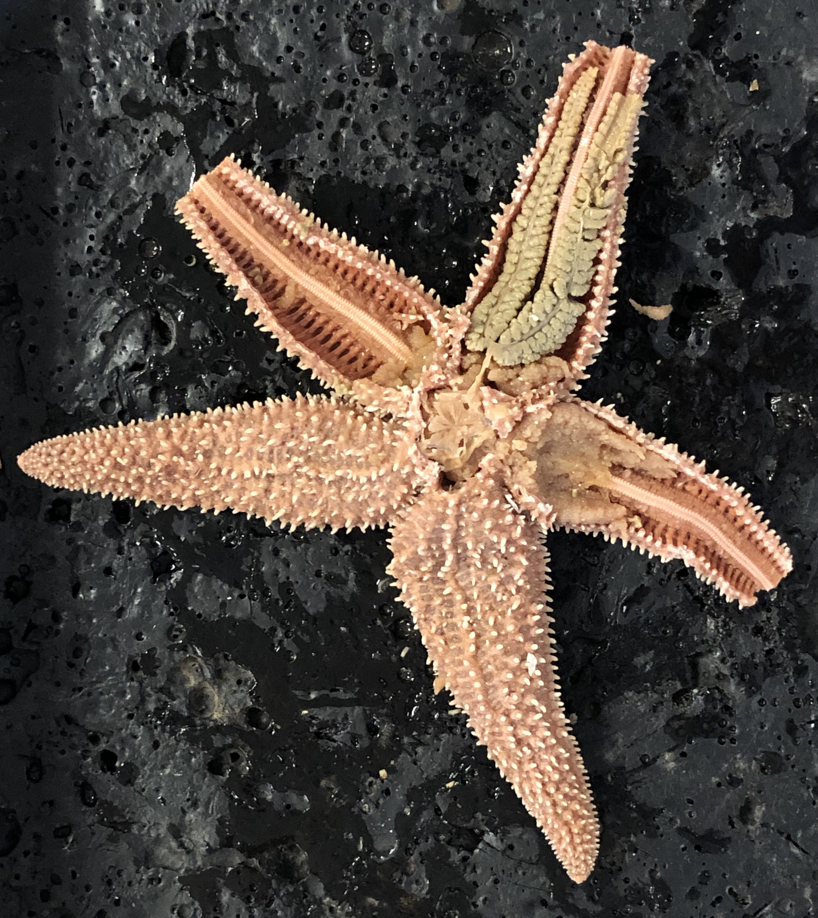 Starfish with exposed pyloric cecae, gonads and ambulacral ridge.
