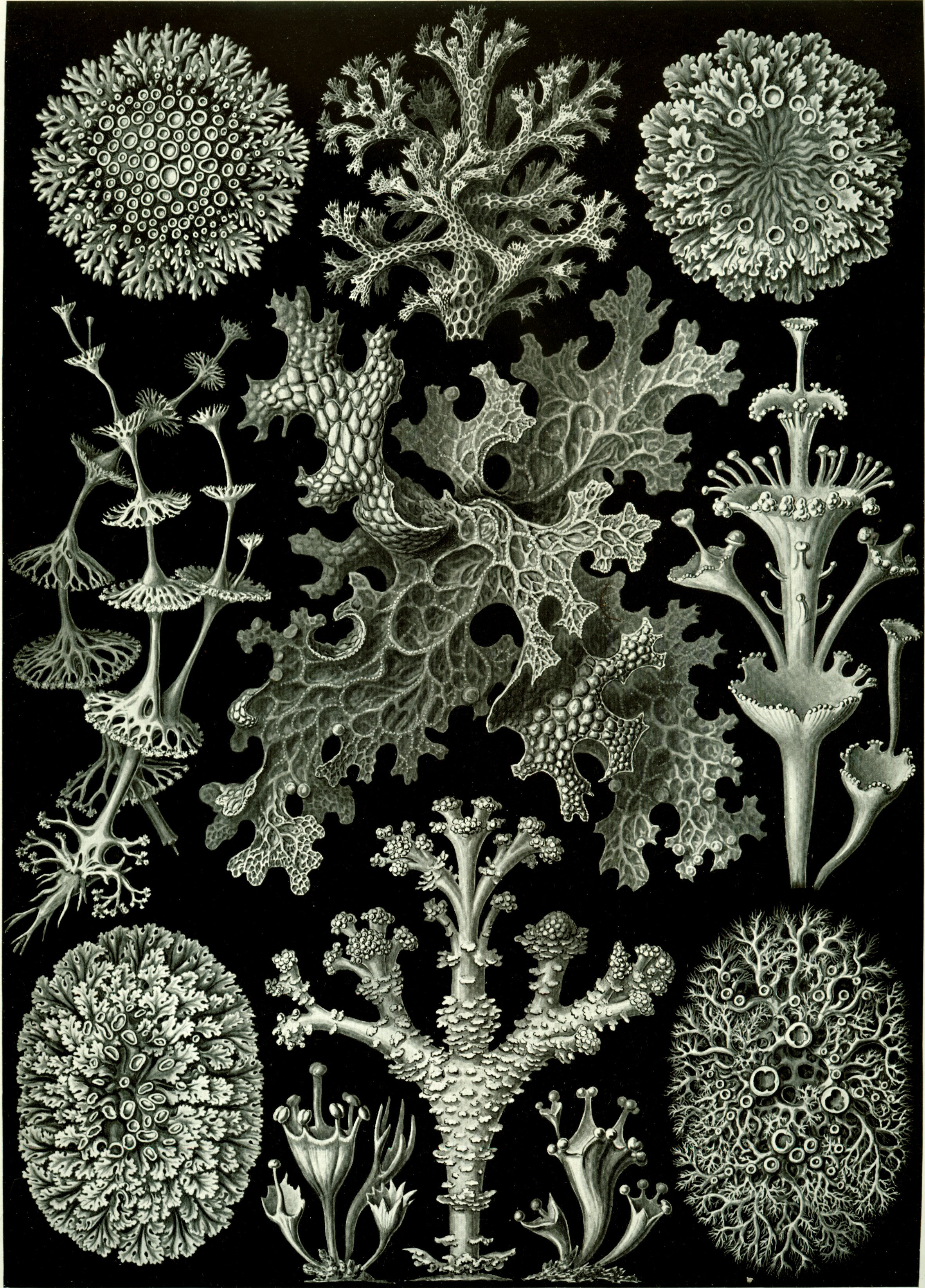 Lichens from Ernst Haeckel’s Kunstformen der Natur, 1904.