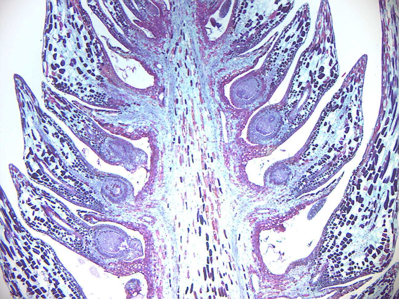 Pine young ovulate cone.