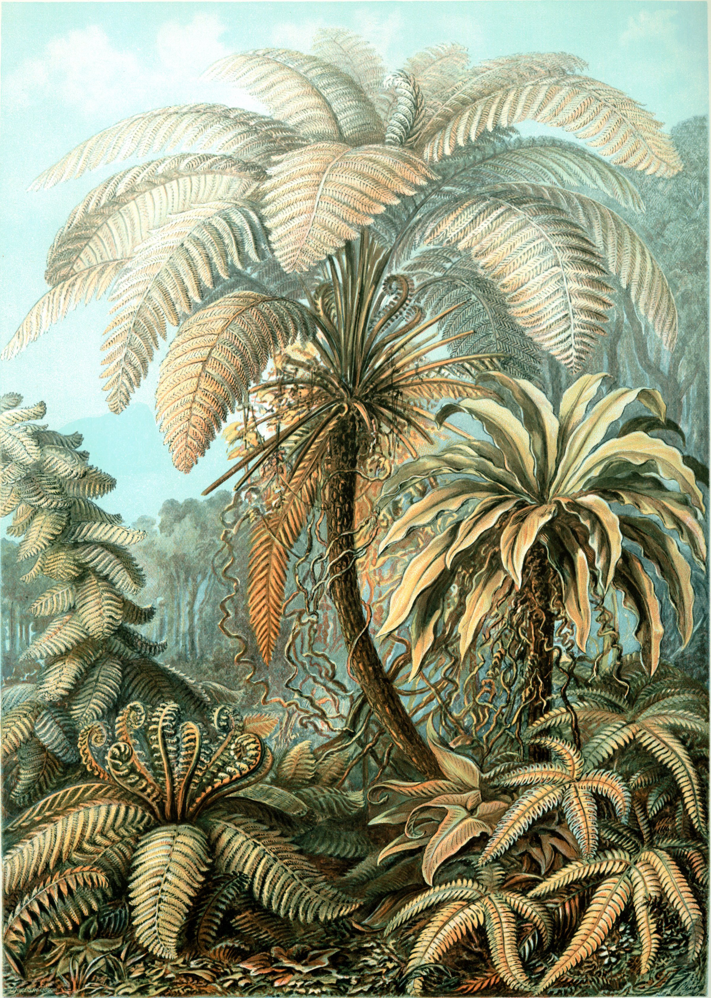 Ferns from Ernst Haeckel’s Kunstformen der Natur, 1904.