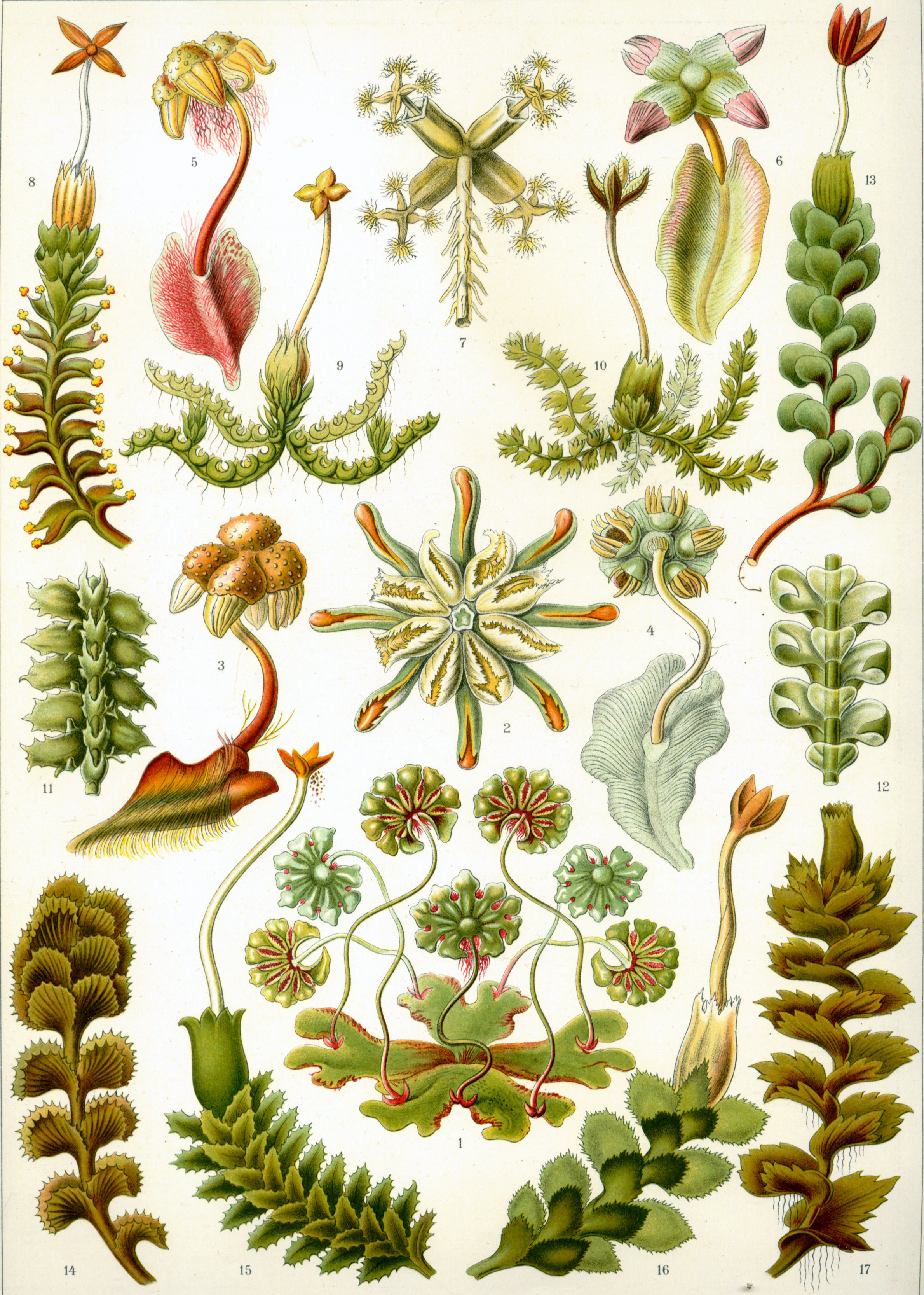 Liverworts from Ernst Haeckel’s Kunstformen der Natur, 1904.