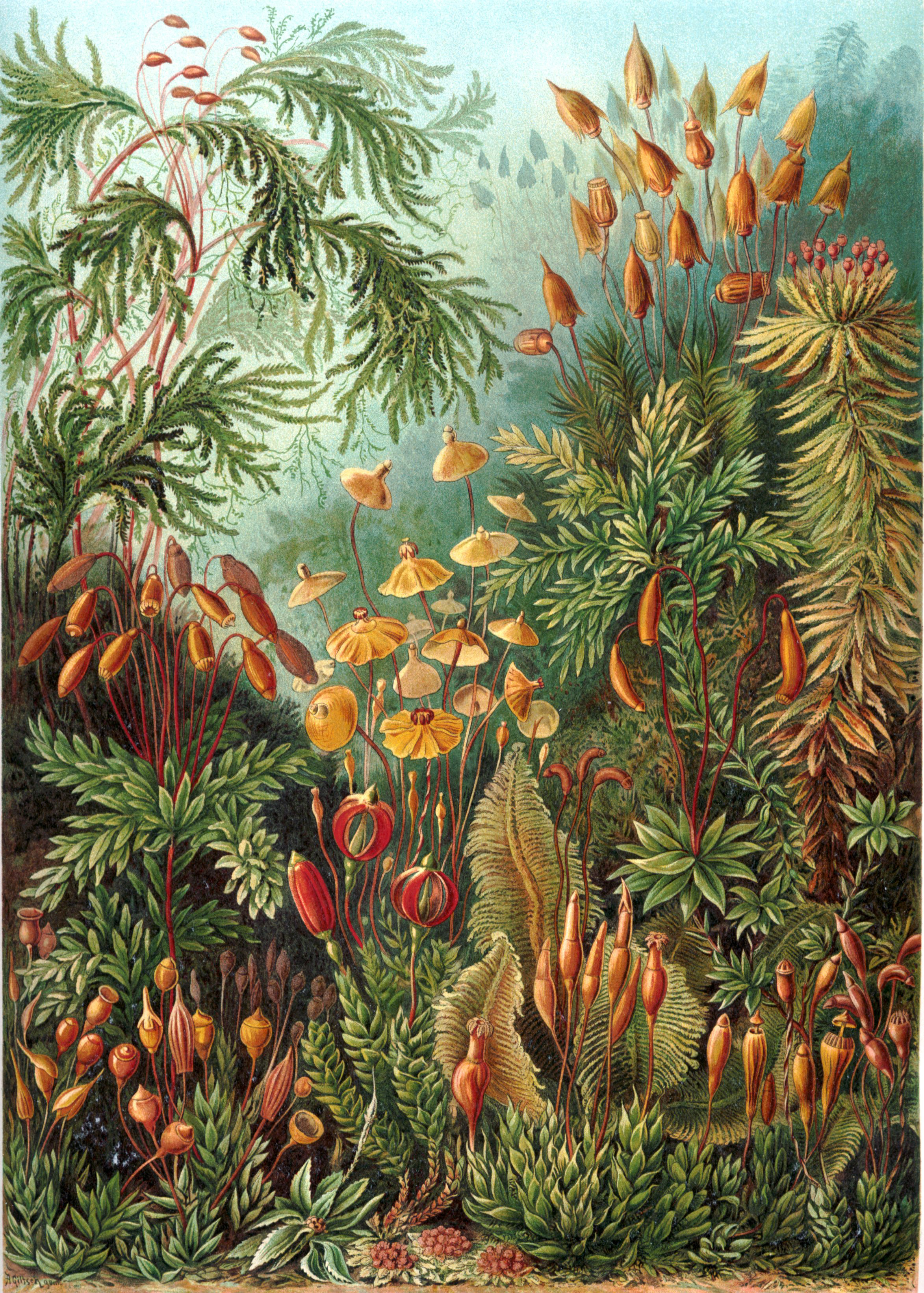 Mosses from Ernst Haeckel’s Kunstformen der Natur, 1904.
