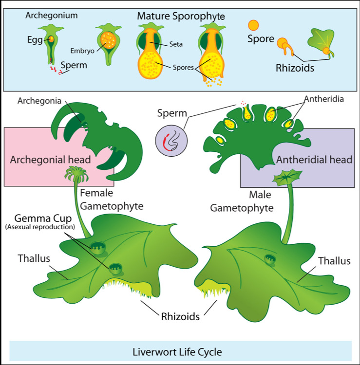 Life cycle of liverworts.