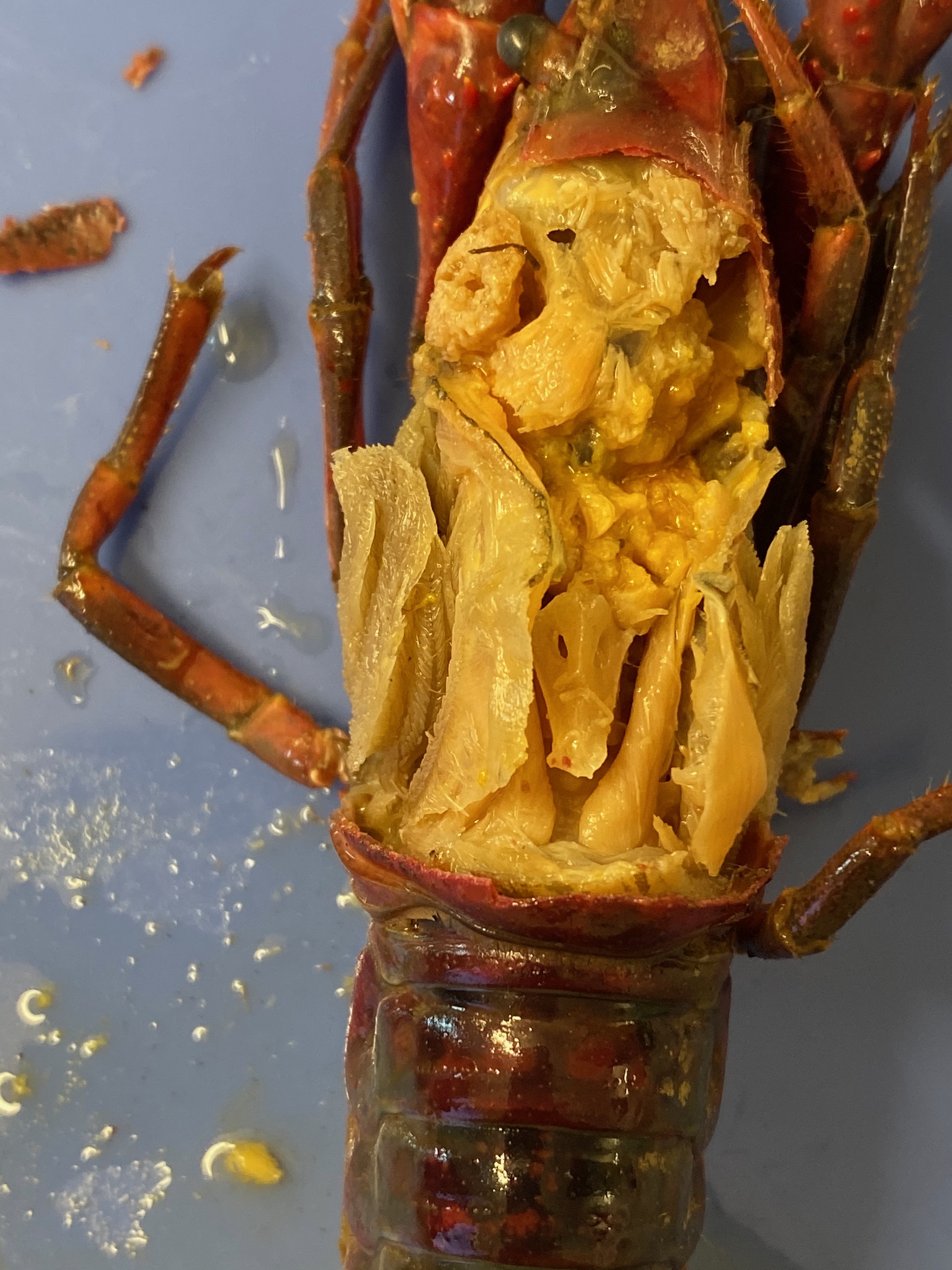 The crayfish heart. Notice the holes in the lateral walls.
