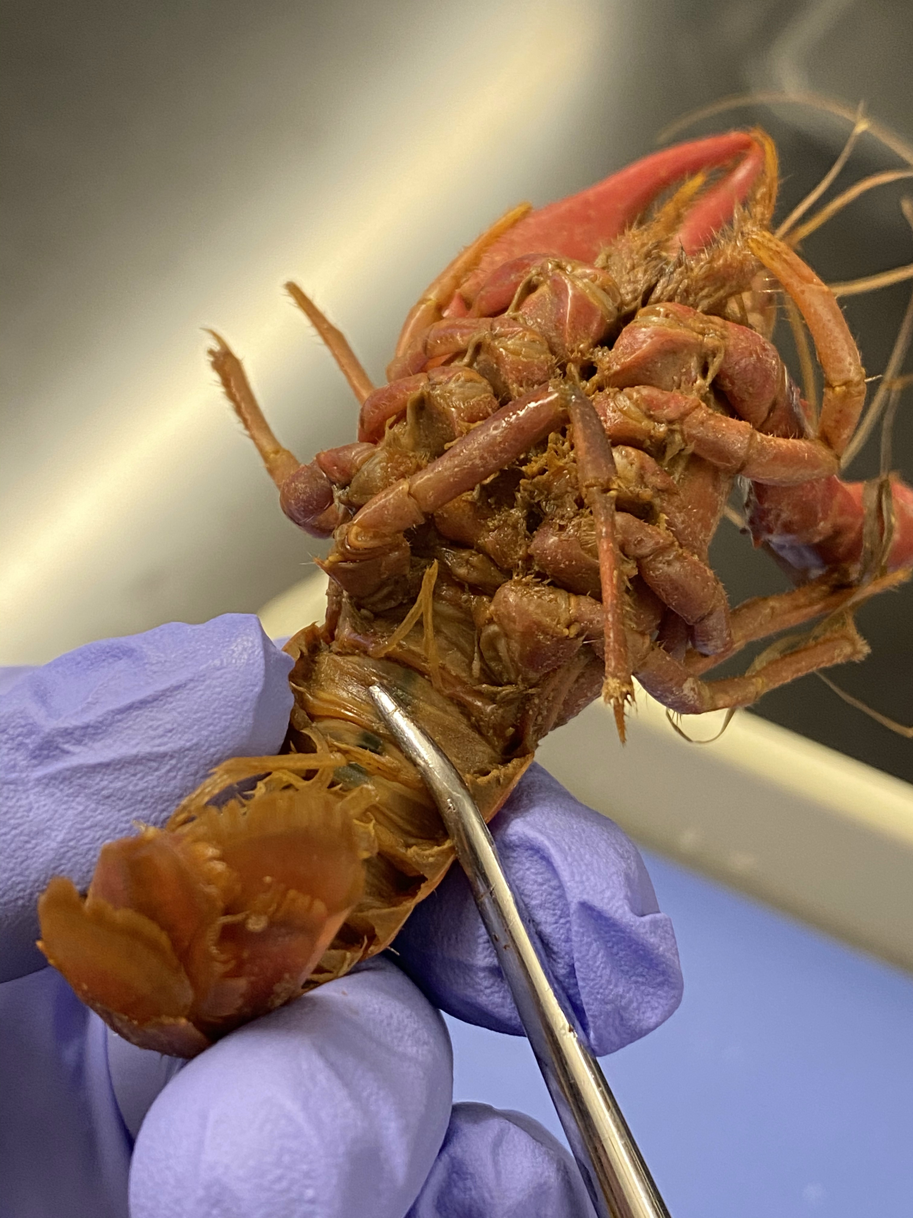 Ventral view of a female crayfish.