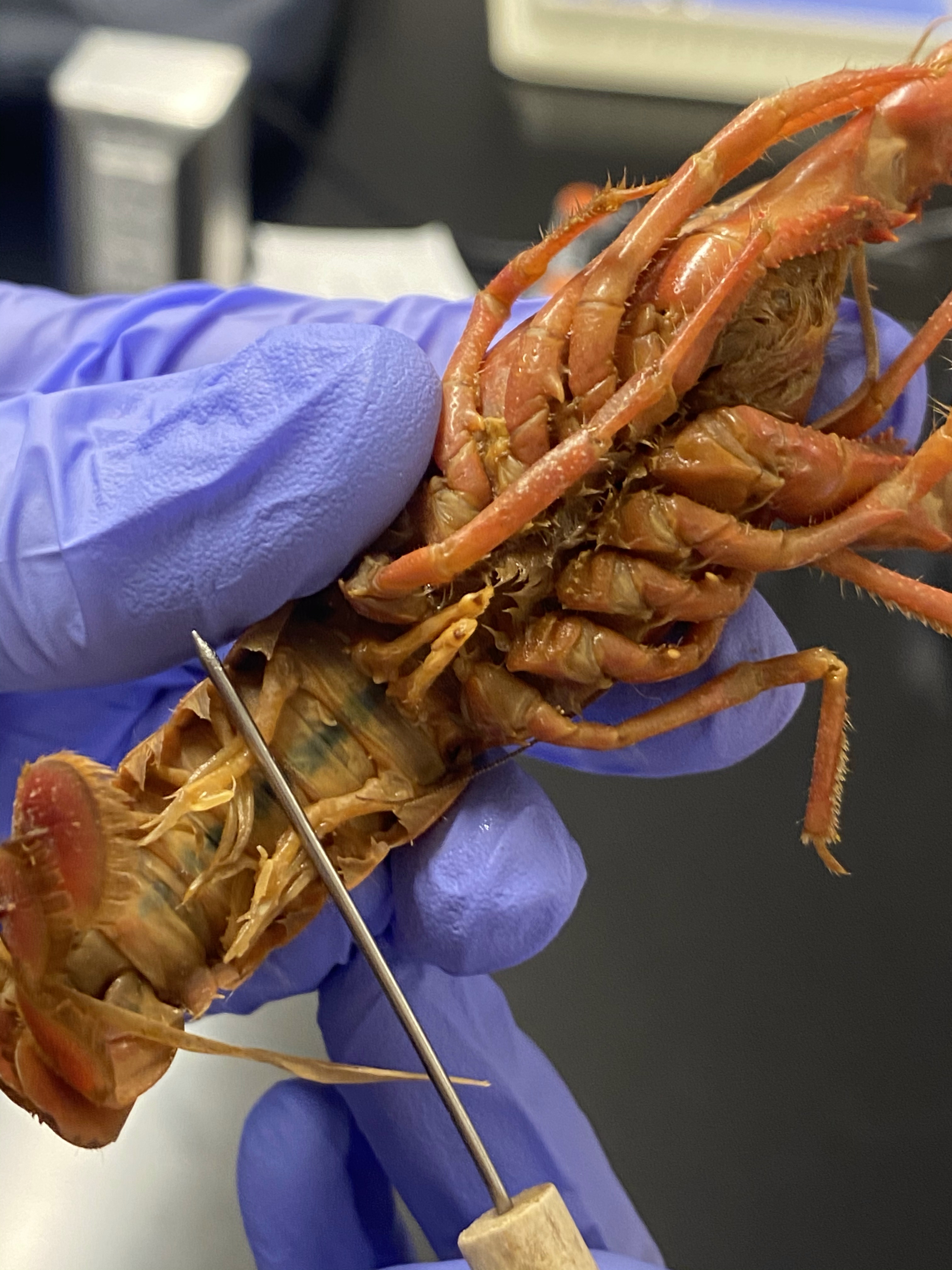 Ventral view of a male crayfish.