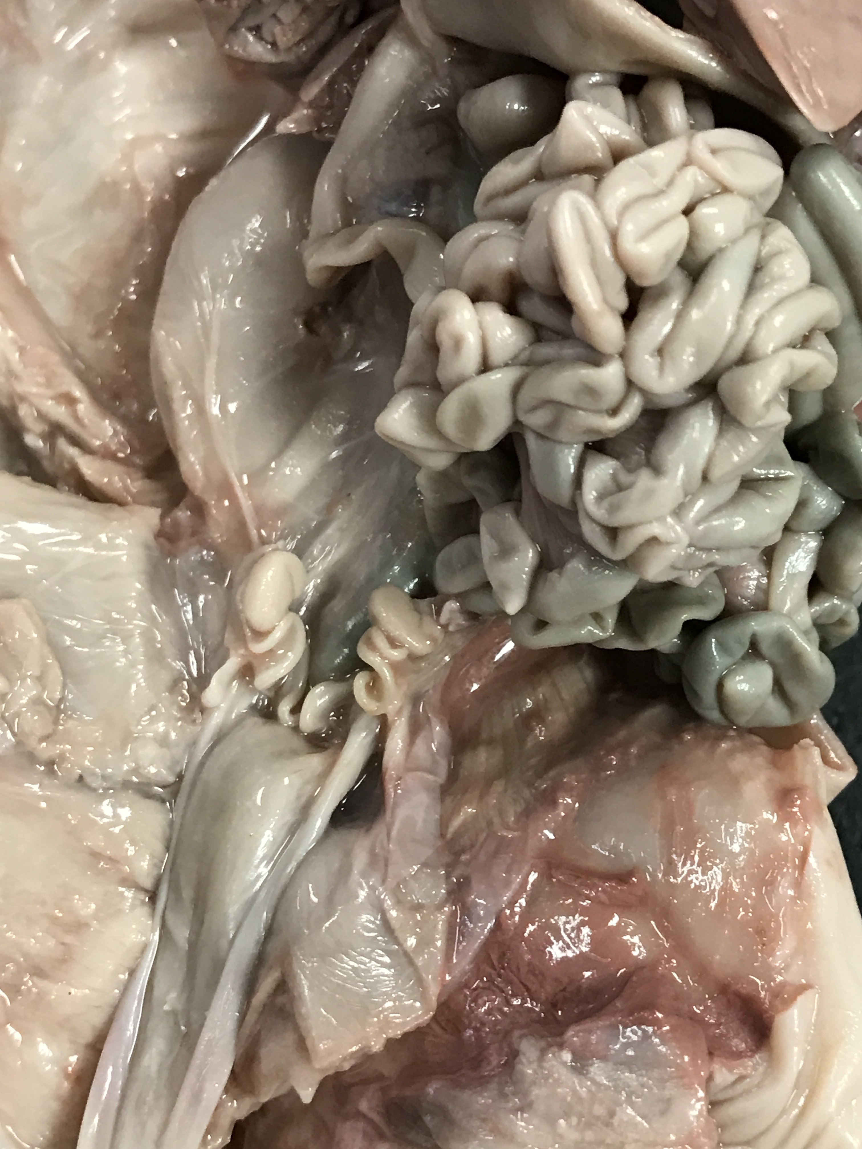 Close-up of the uterus and ovaries.