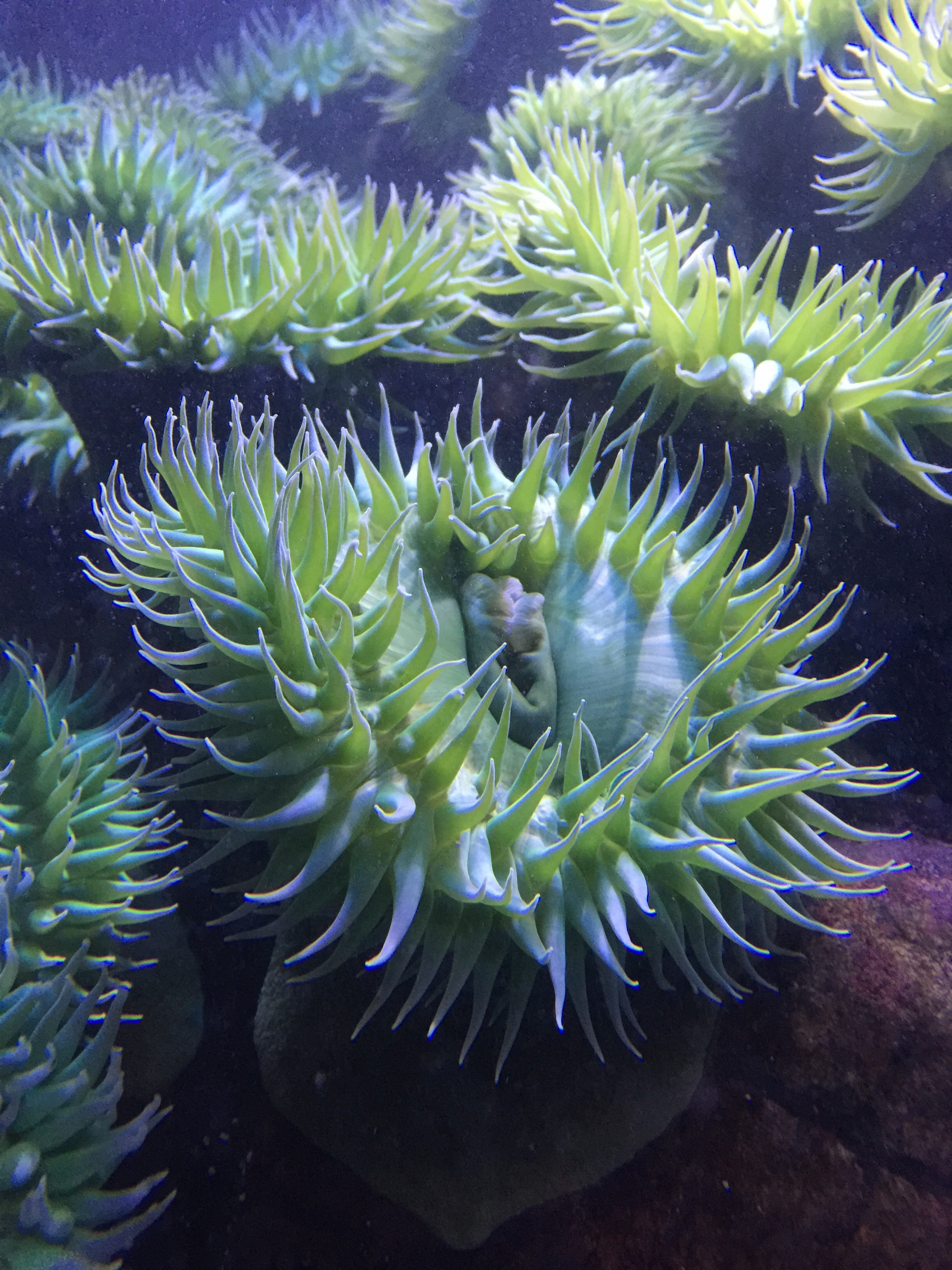 Giant green giant green anemone Anthopleura xanthogrammica.