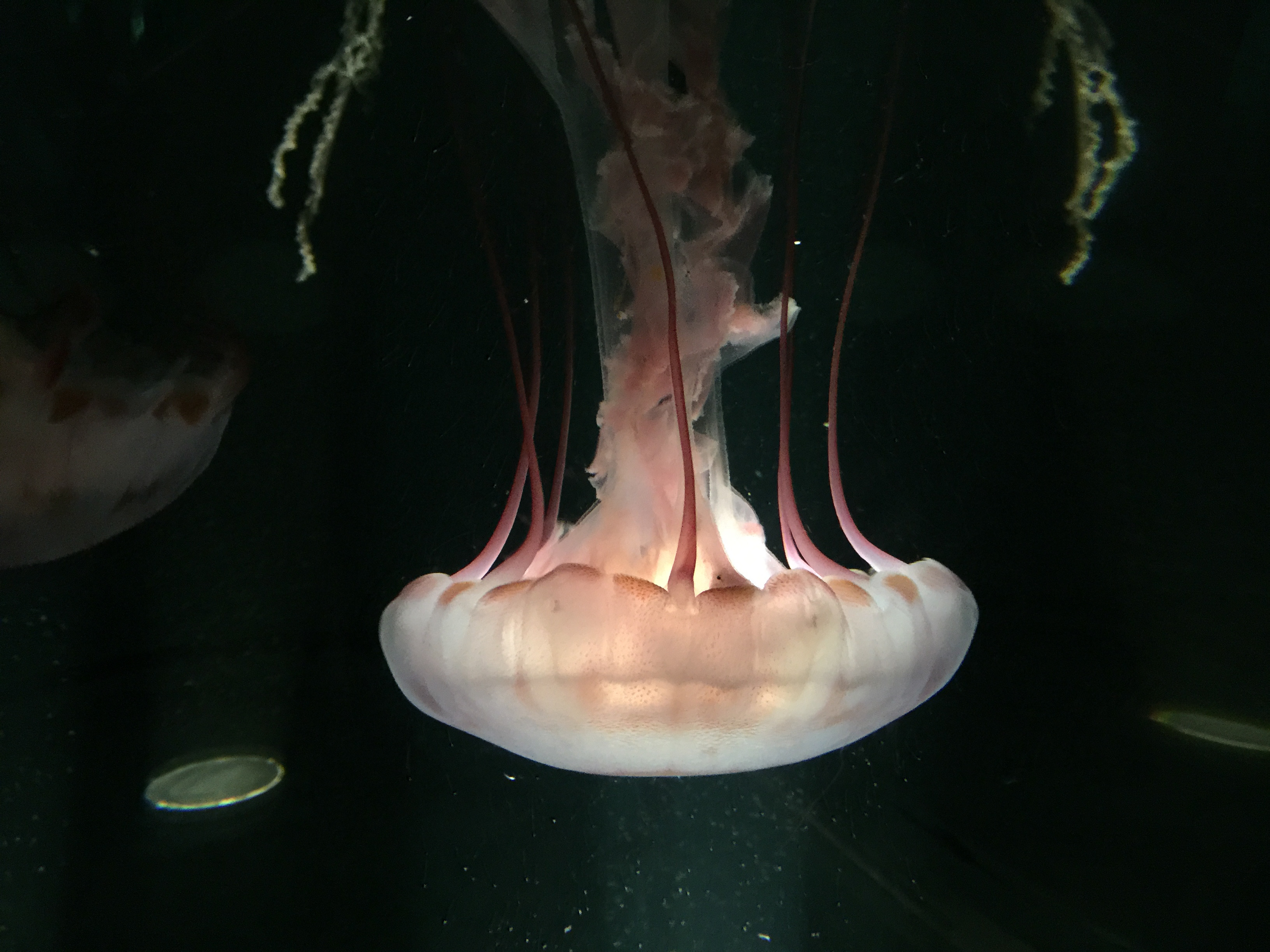 Purple striped jellyfish Chrysaora colorata.