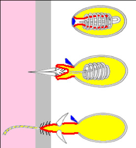 A firing Hydra nematocyst.