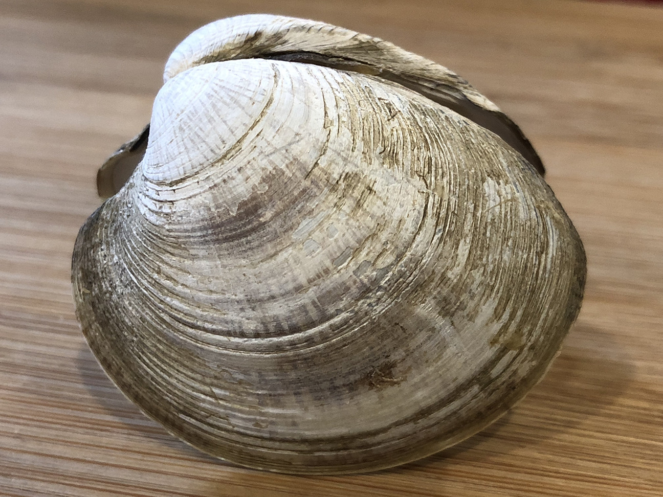 External features of the clam. Lateral view of the left side of a clam shell. Note the umbo (top left) and growth rings.