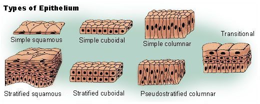 Types of epithelia