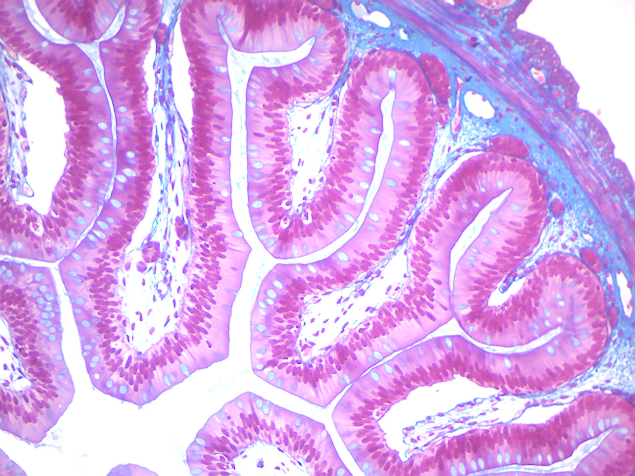 Simple columnar epithelium (amphibian).