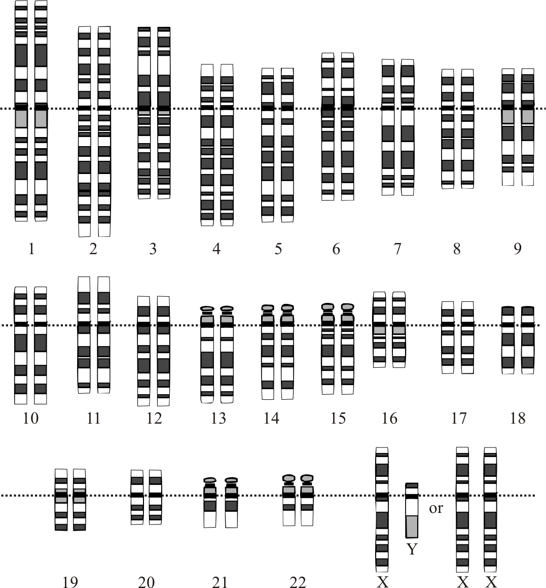 Graphical representation of the idealized human diploid karyotype, showing the organization of the genome into chromosomes. This drawing shows both the female (XX) and male (XY) versions of the 23rd chromosome pair. Chromosomes are shown aligned at their centromeres. The mitochondrial DNA is not shown.