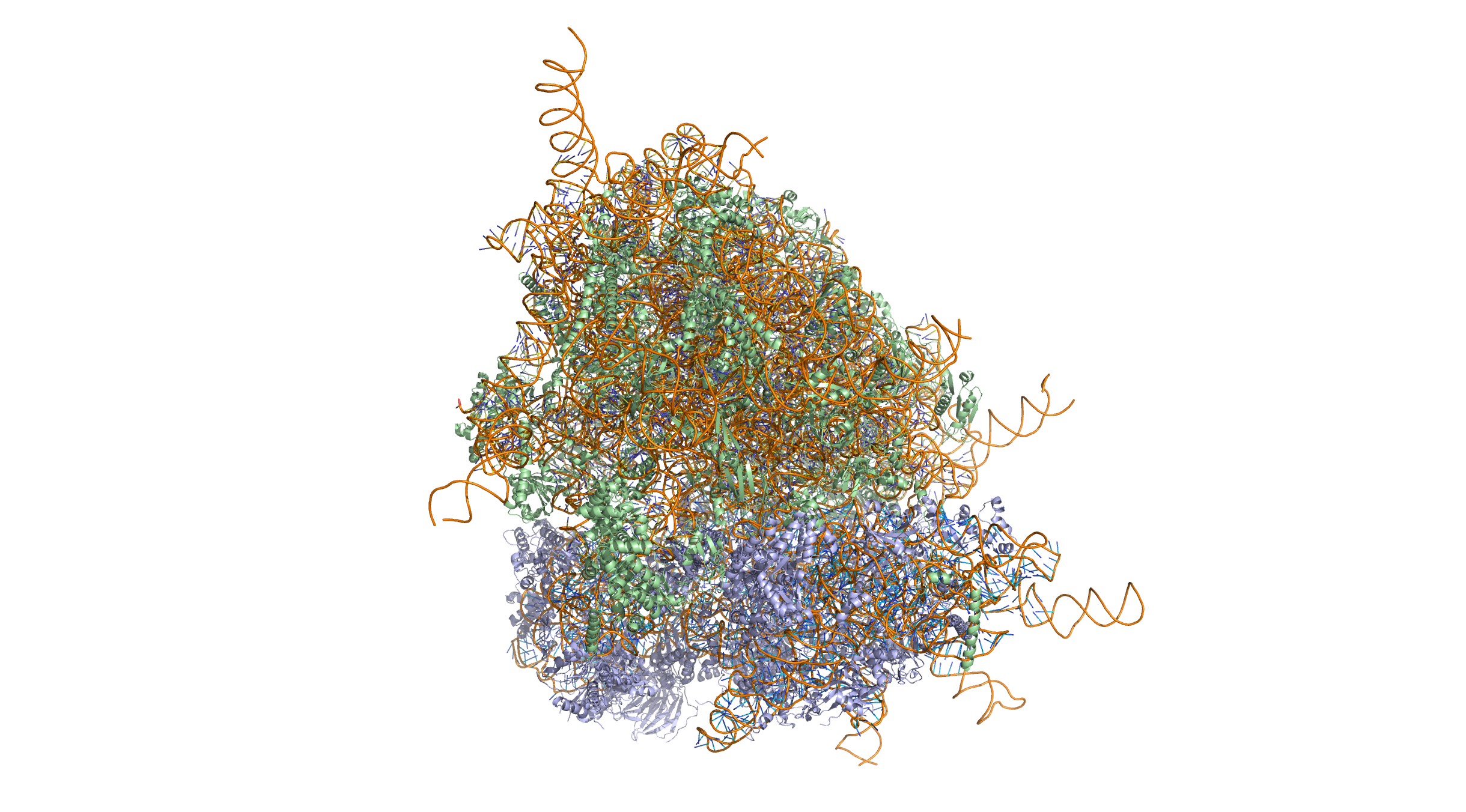 Crystal structure of the human 80S ribosome (based on atomic coordinates of PDB 4V6X rendered with open source molecular visualization tool PyMol). The 40S (small) ribosomal subunit proteins are shown in lightblue, the 60S (large) subunit proteins in palegreen, the ribosomal RNA in orange. 3-dimensional protein structures such as this one are common subjects in bioinformatic analyses.