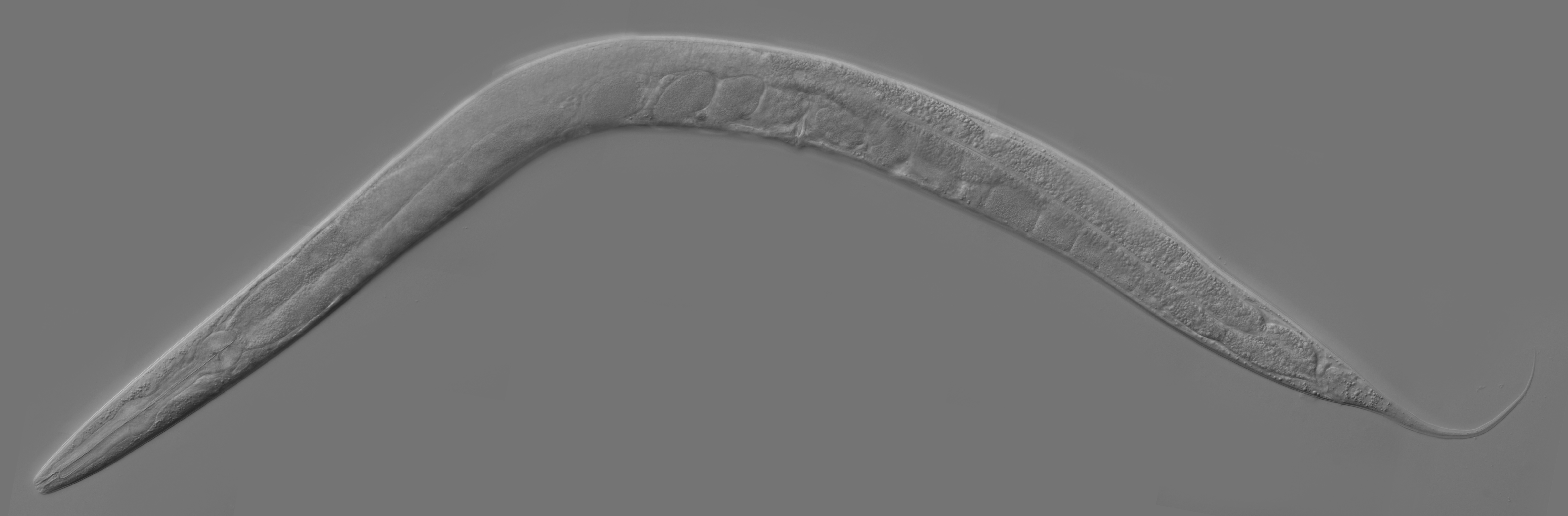 Caenorhabditis elegans, a free-living transparent nematode about 1 mm in length that lives in temperate soil environments. In 1963, Sydney Brenner proposed research into C. elegans, primarily in the area of neuronal development. In 1974, he began research into the molecular and developmental biology of C. elegans, which has since been extensively used as a model organism. It was the first multicellular organism to have its whole genome sequenced, and as of 2019, is the only organism to have its connectome (neuronal “wiring diagram”) completed.