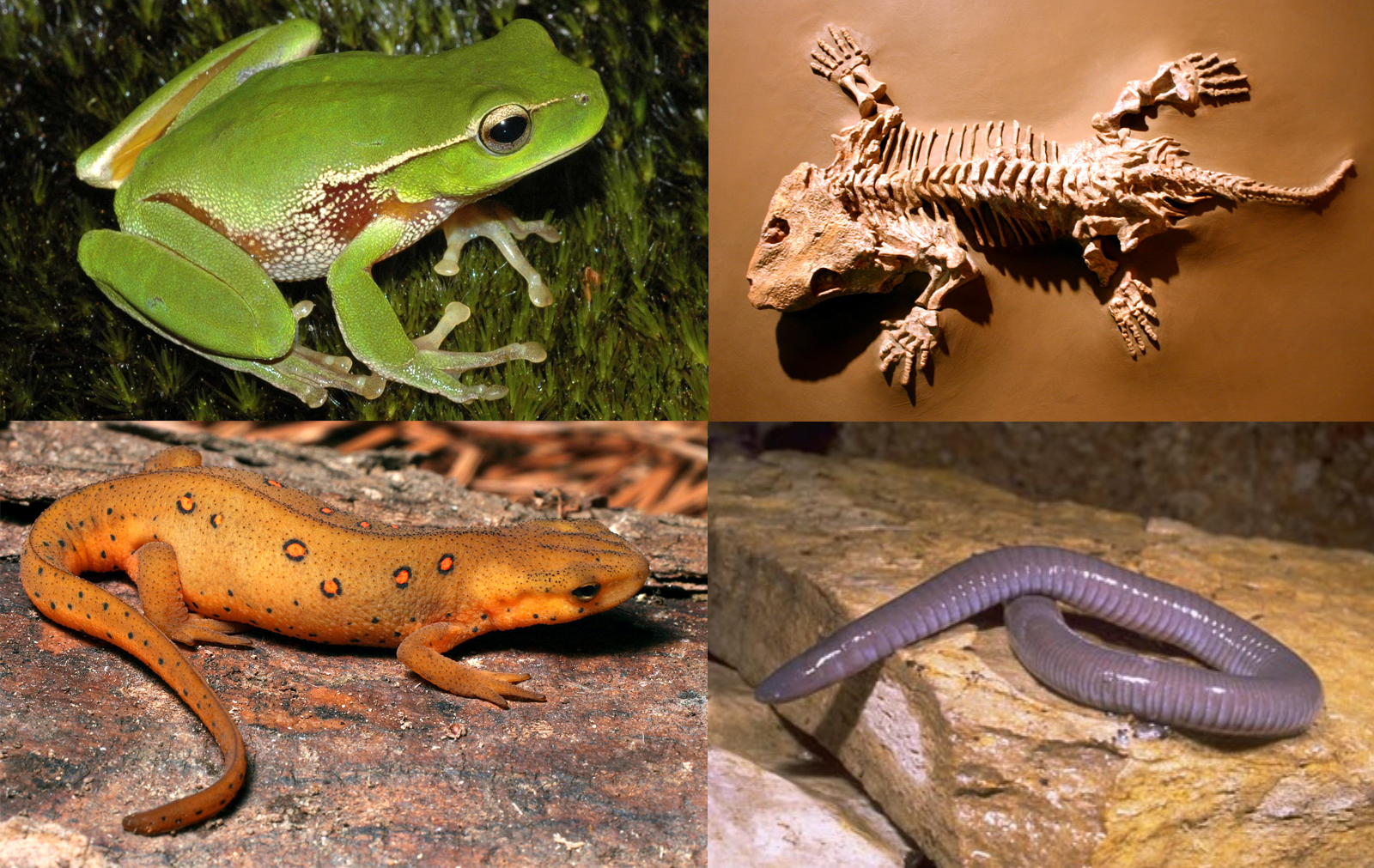 Diversity of amphibians: Clockwise from top right: Seymouria, Mexican burrowing caecilian, eastern newt and leaf green tree frog.