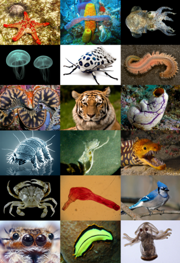 Diversity of animals.