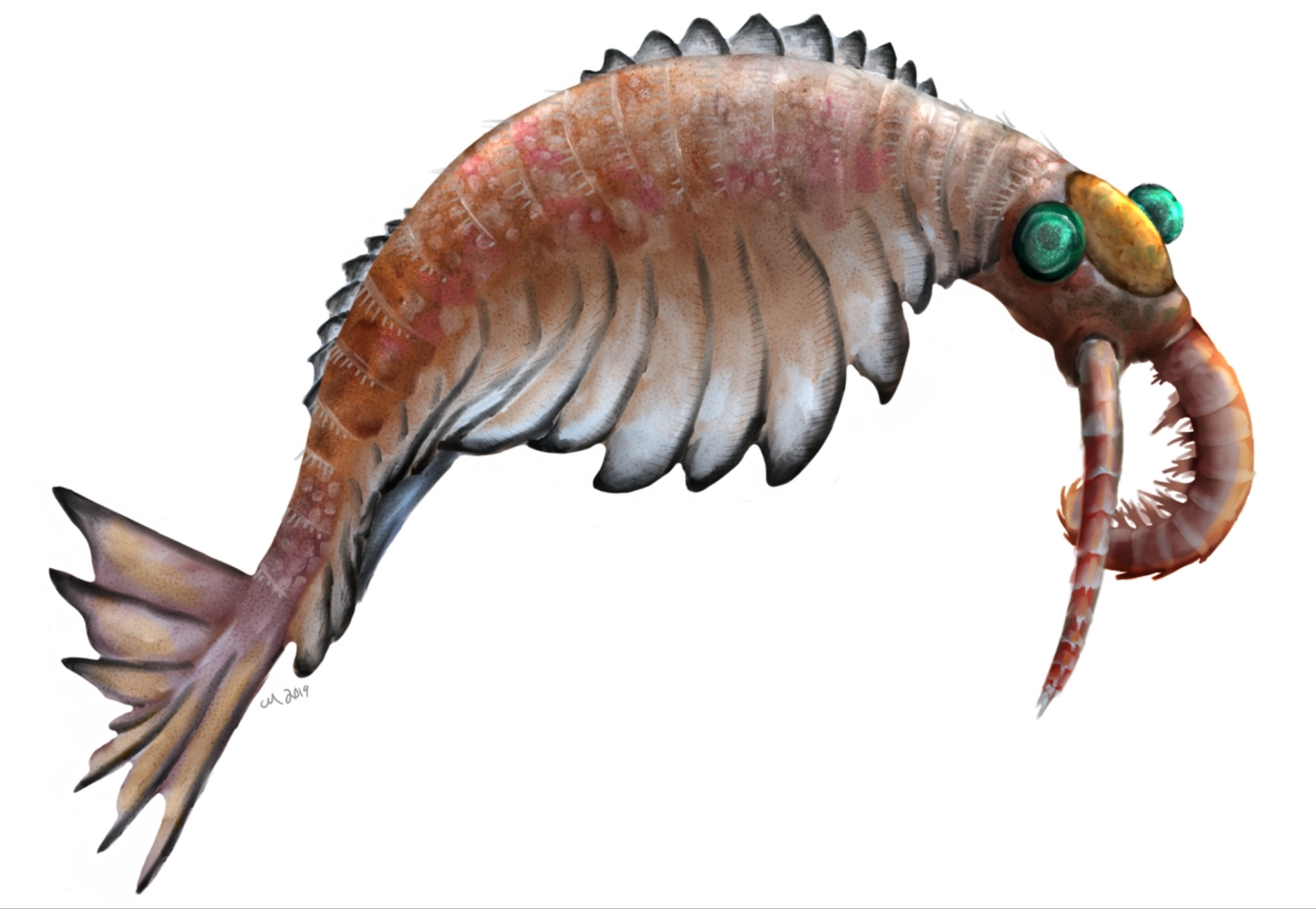 Anomalocaris canadensis is one of the many animal species that emerged in the Cambrian explosion, starting some 542 million years ago, and found in the fossil beds of the Burgess shale.