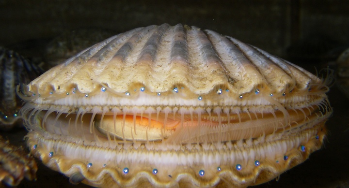 Argopecten irradians, the Atlantic bay scallop, a bivalve.