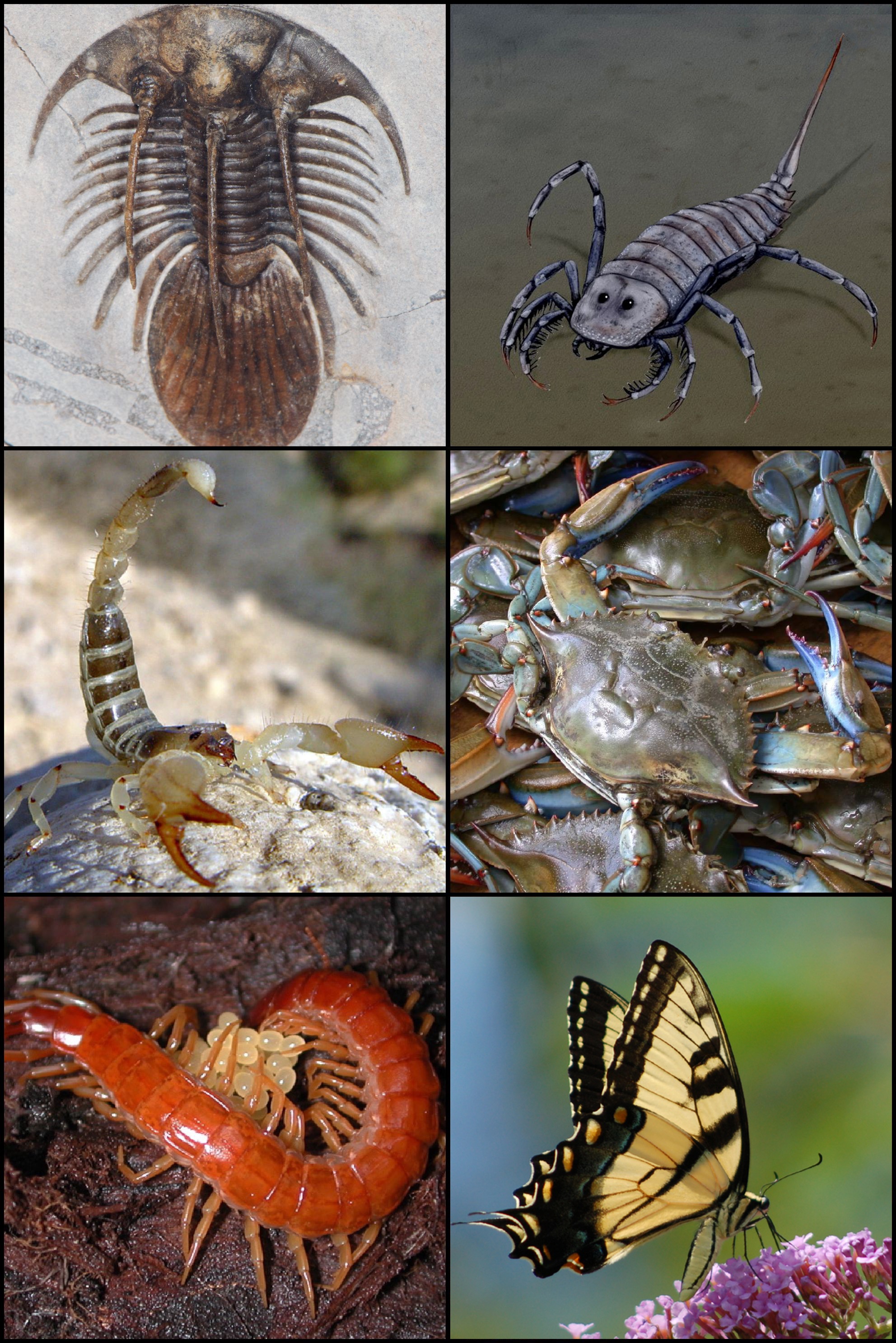 Diversity of arthropods: From left to right and from top to bottom: Kolihapeltis, Stylonurus, scorpion, crab, centipede, butterfly.