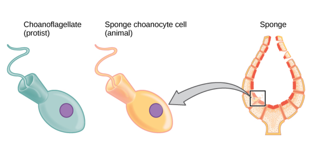 Cells of the protist choanoflagellate clade closely resemble sponge choanocyte cells. Beating of choanocyte flagella draws water through the sponge so that nutrients can be extracted and waste removed.