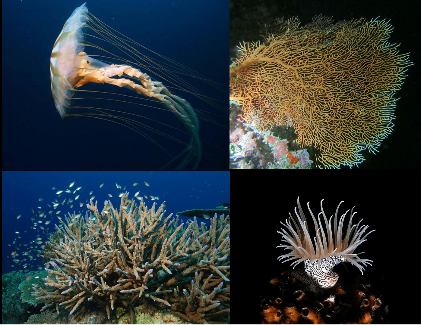 Four examples of Cnidaria: A jellyfish Chrysaora melanaster, a gorgonian Annella mollis, a rocky coral Acropora cervicornis, and a sea anemone Nemanthus annamensis.