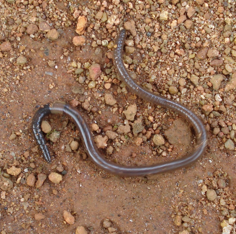 The earthworm Lumbricus terrestris is a representative of the annelids.