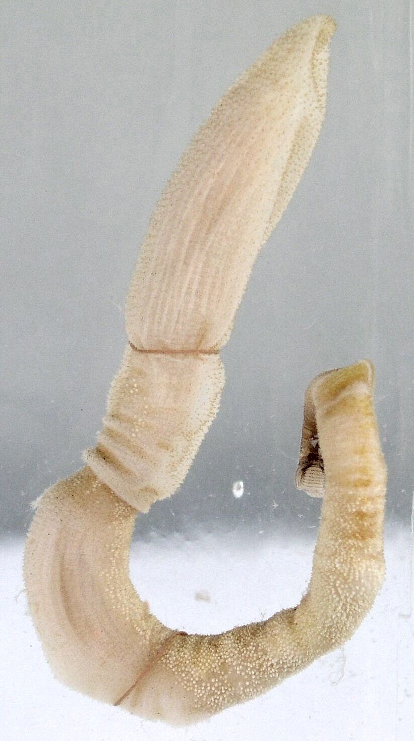 Acorn worm, a hemichordate.