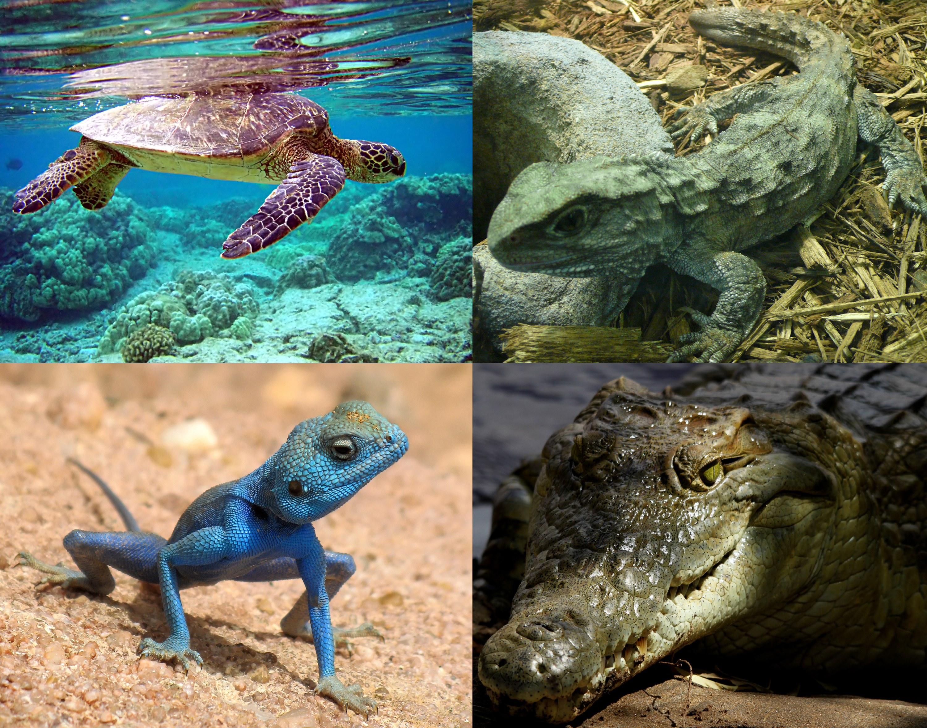 Diversity of reptiles: Clockwise from above left: Green sea turtle (Chelonia mydas), Tuatara (Sphenodon punctatus), Nile crocodile (Crocodylus niloticus), and Sinai agama (Pseudotrapelus sinaitus)