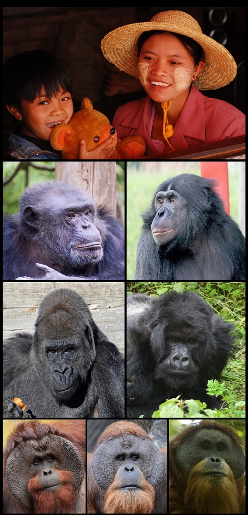 All extant species of hominid: Top) Human, Middle) Common chimpanzee, bonobo, western gorilla & eastern gorilla, Bottom) Bornean, Sumatran & Tapanuli orangutan]
