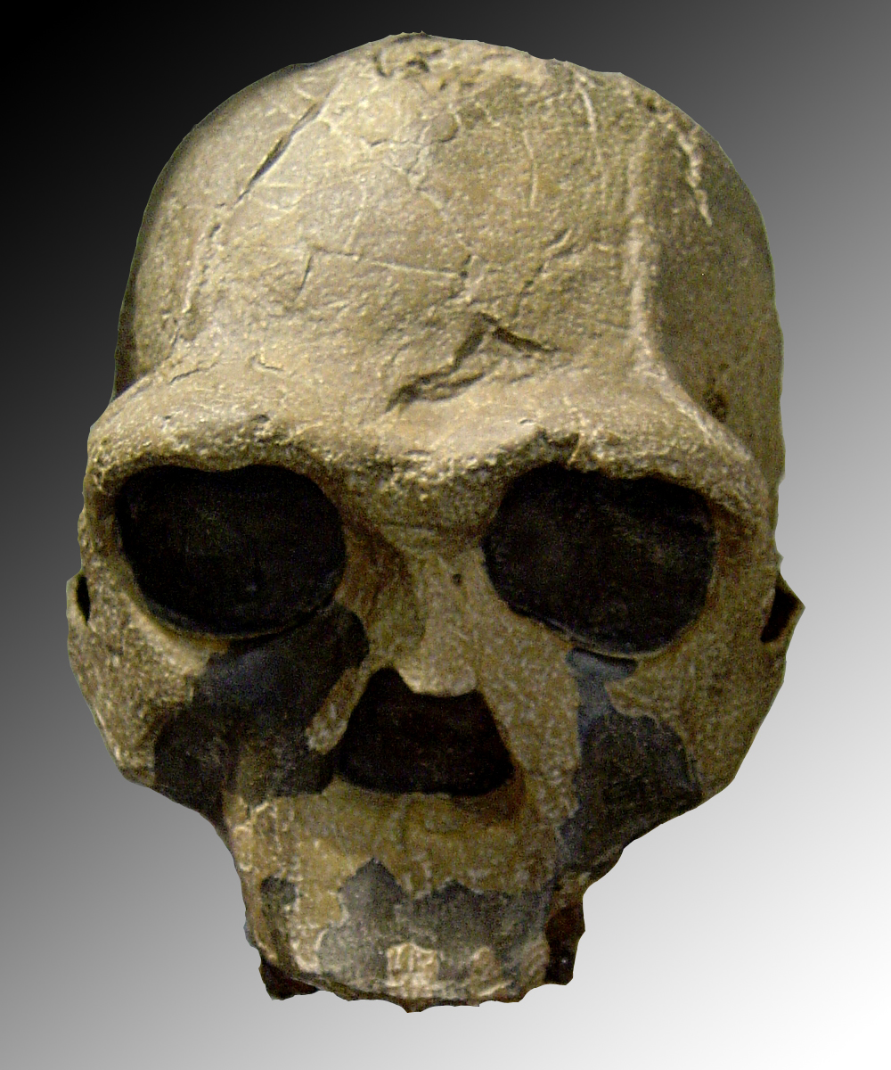 Replica of fossil skull of Homo ergaster (African Homo erectus). Fossil number Khm-Heu 3733 discovered in 1975 in Kenya.