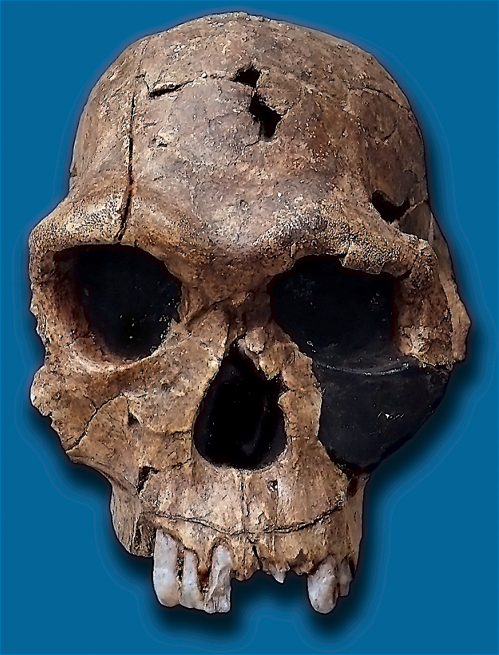 Replica of fossil skull of Homo habilis. Fossil number KNM ER 1813, found at Koobi Fora, Kenya.