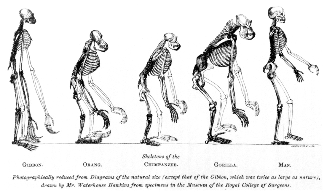From Thomas Huxley’s 1863 Evidence as to Man’s Place in Nature, the compared skeletons of apes to humans.