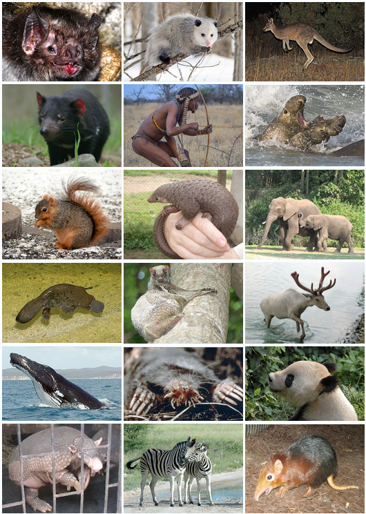 Diversity of mammals.