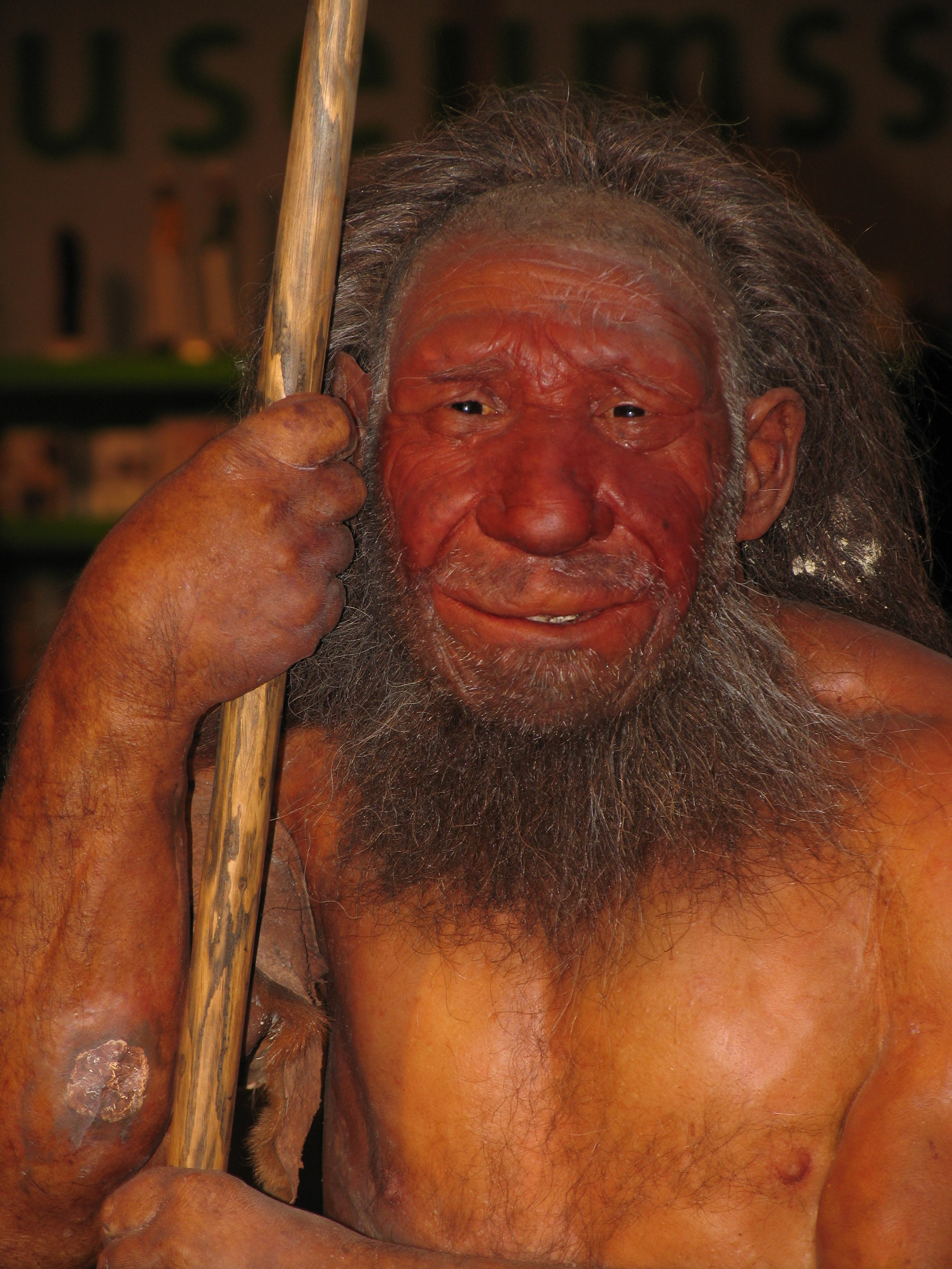 Dermoplastic reconstruction of a Neanderthal