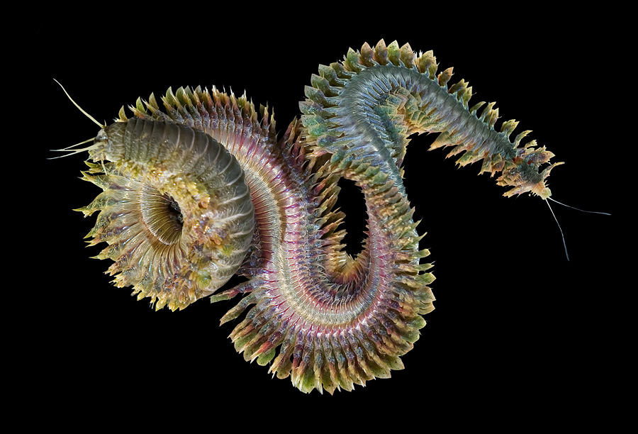 Nereis virens, a polychaete annelid. These sandworms eat seaweed and microorganisms and can be longer than four feet.