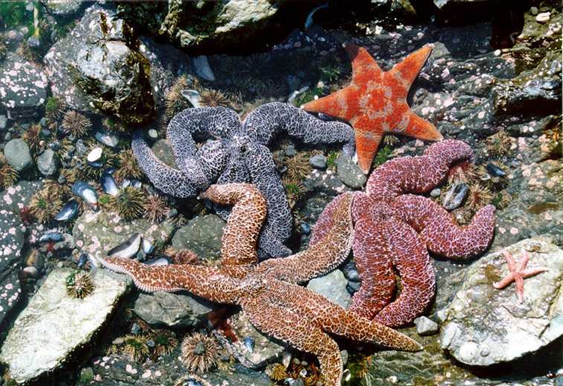 Starfish exhibit a wide range of colours.