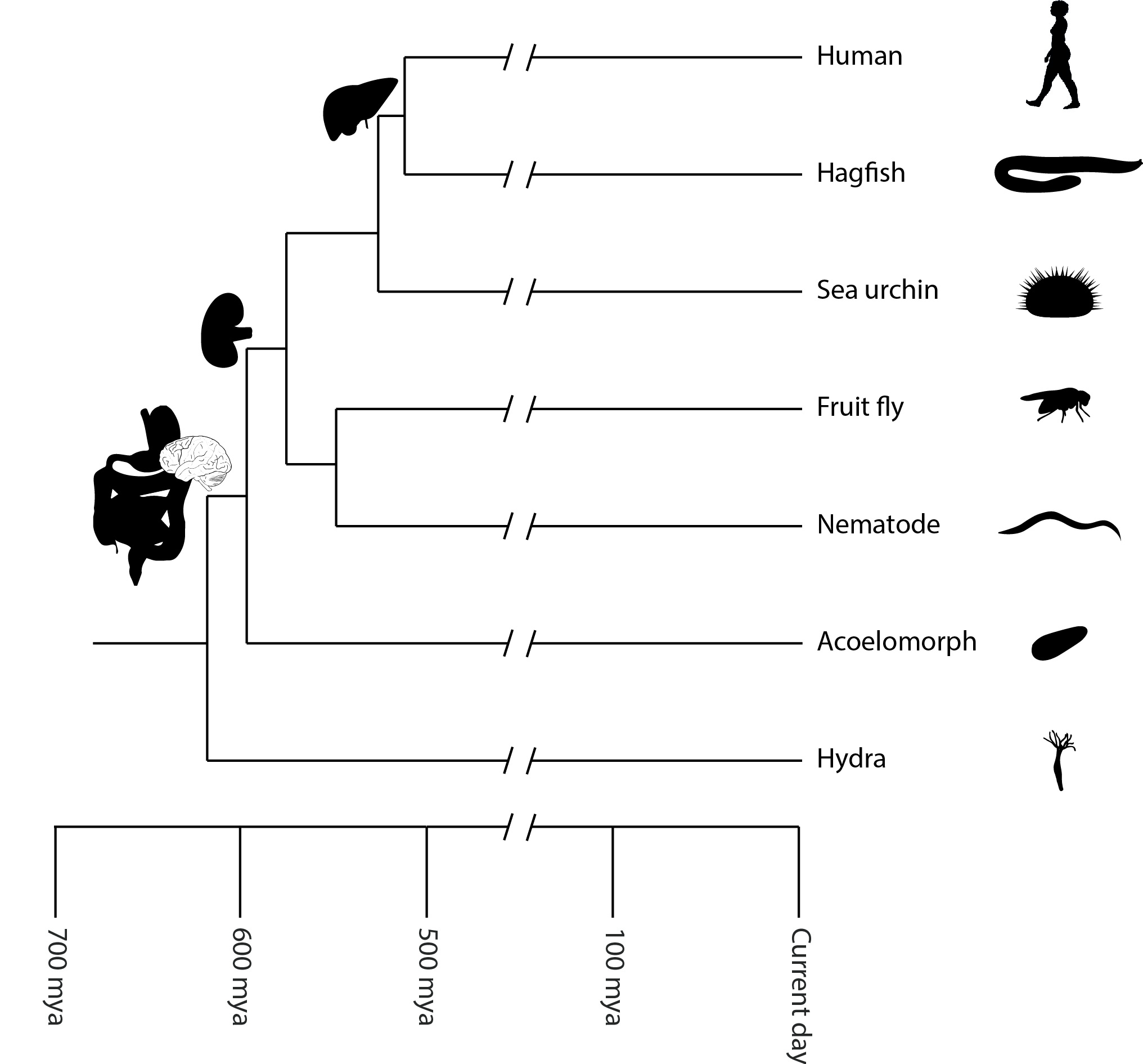 Relationship of major animal lineages with indication of how long ago these animals shared a common ancestor. On the left, important organs are shown, which allows us to determine how long ago these may have evolved.