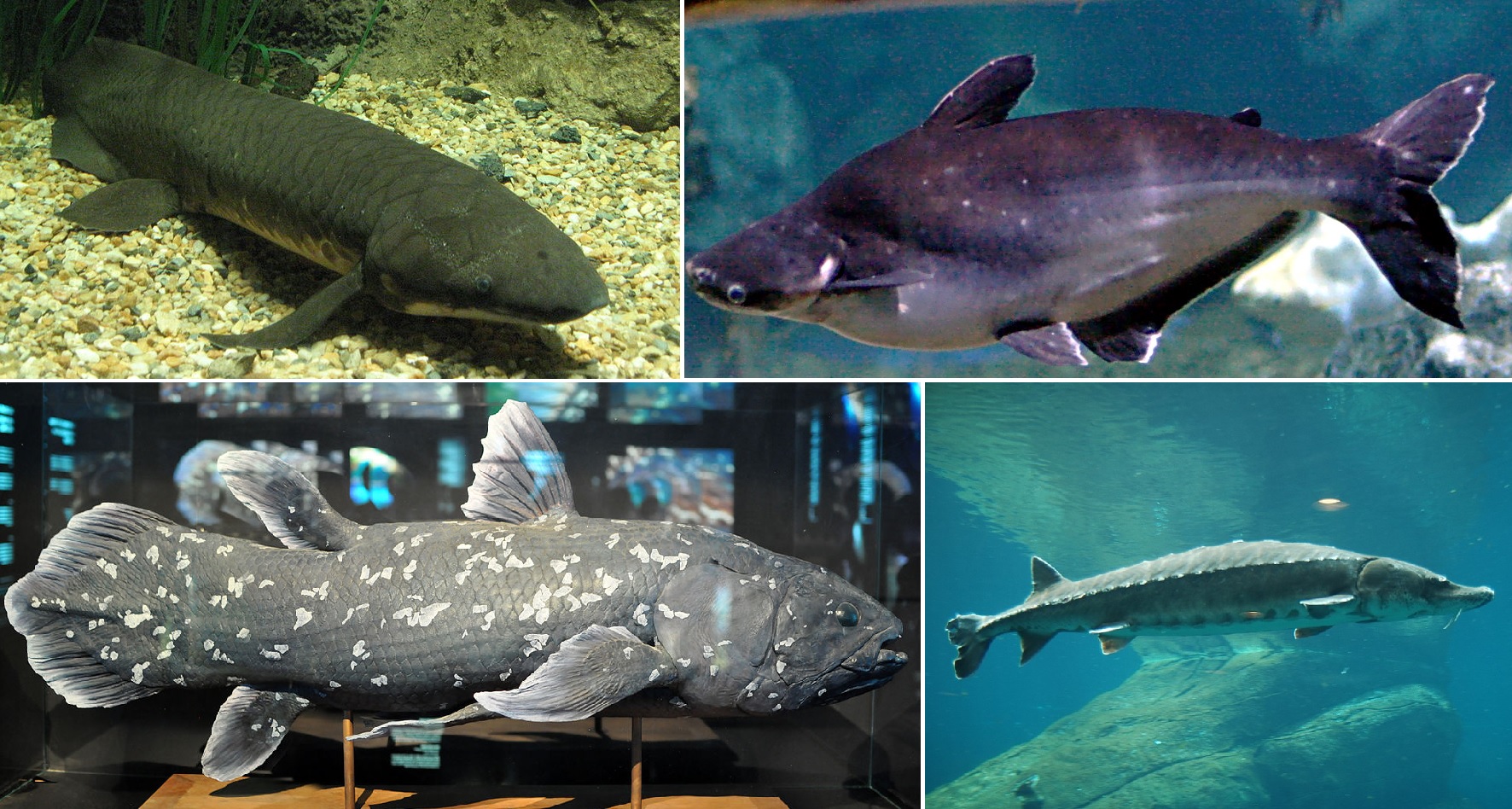 Example of Osteichthyes: Queensland lungfish and West Indian Ocean coelacanth (two Sarcopterygii), Iridescent shark and American black sturgeon (two Actinopterygii).