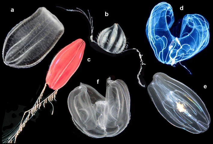 Pelagic (open ocean) ctenophores (a) Beroe ovata, (b) Euplokamis sp., (c) Nepheloctena sp., (d) Bathocyroe fosteri, (e) Mnemiopsis leidyi, and (f) Ocyropsis sp.