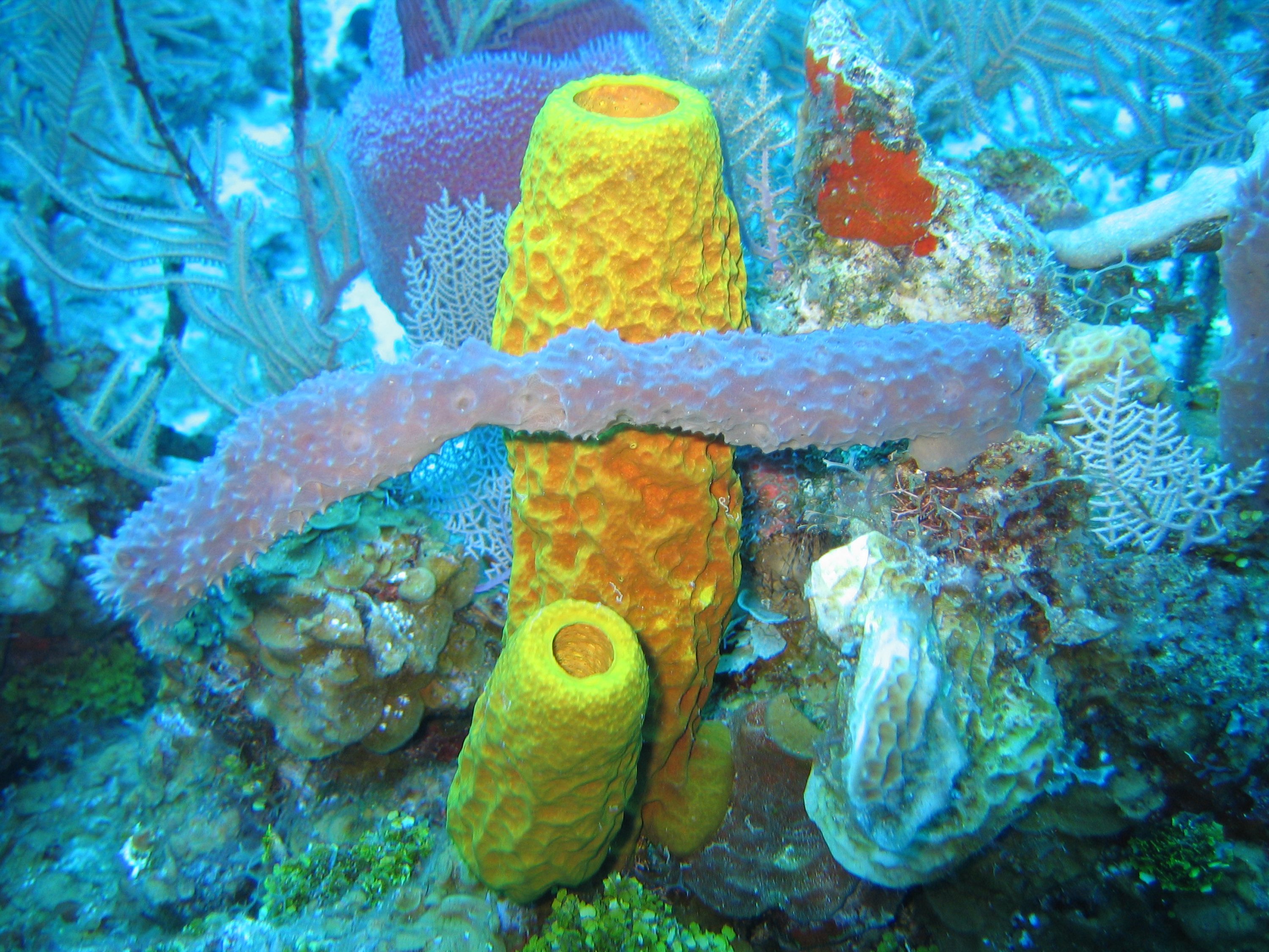 Sponge biodiversity and morphotypes at the lip of a wall site in 60 feet (20 m) of water. Included are the yellow tube sponge, Aplysina fistularis, the purple vase sponge, Niphates digitalis, the red encrusting sponge, Spirastrella coccinea [nl], and the gray rope sponge, Callyspongia sp.