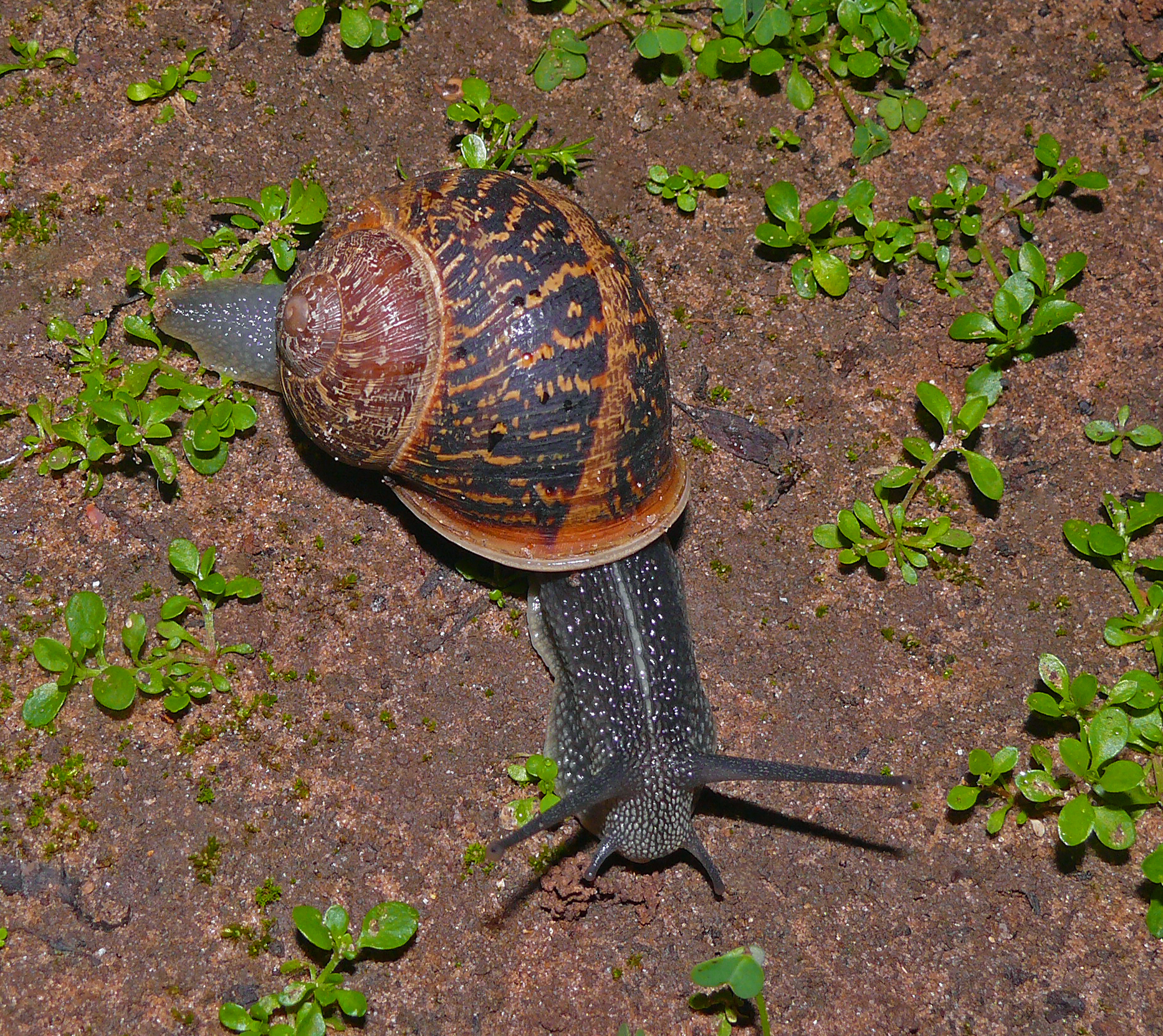 Cornu aspersum (formerly Helix aspersa) – a common land snail, a gastropod.