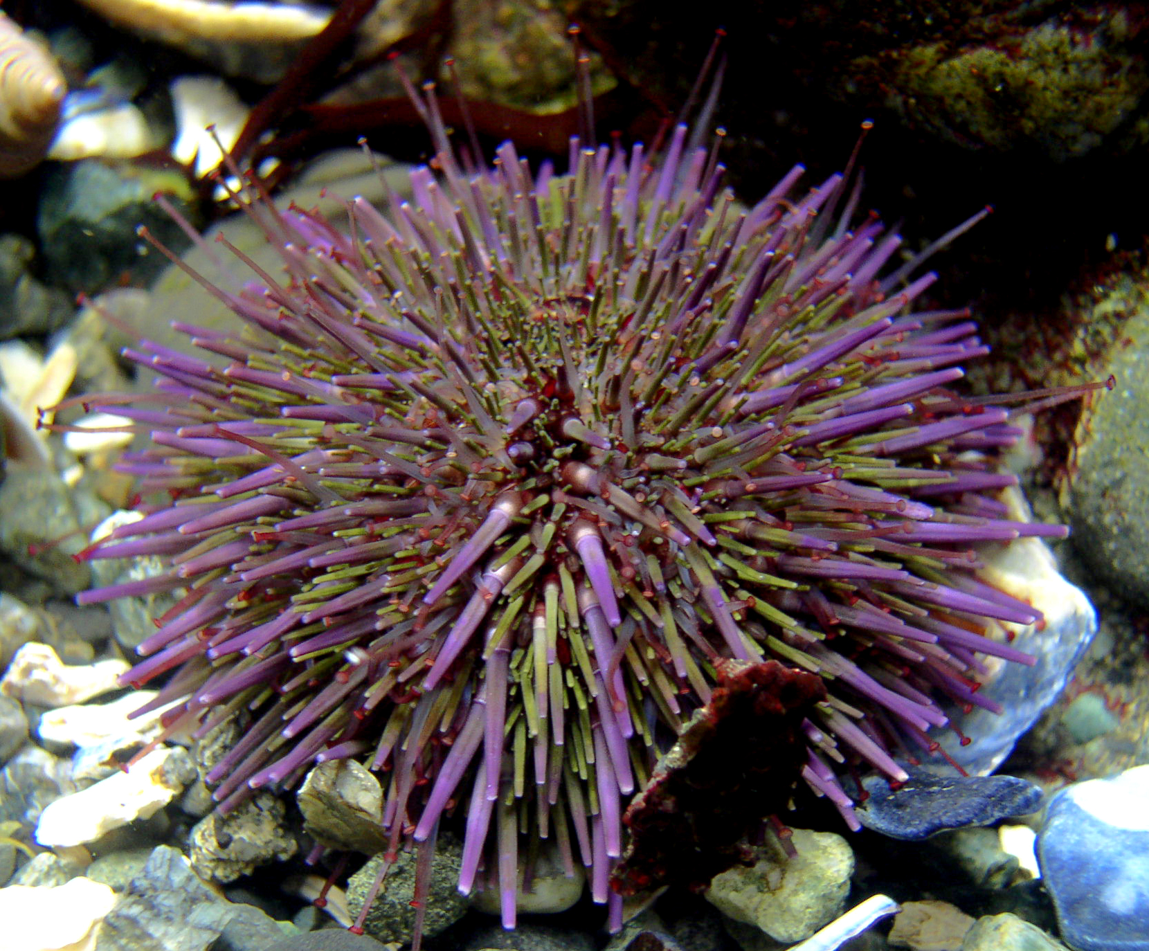 Strongylocentrotus purpuratus, a well-armoured sea urchin.