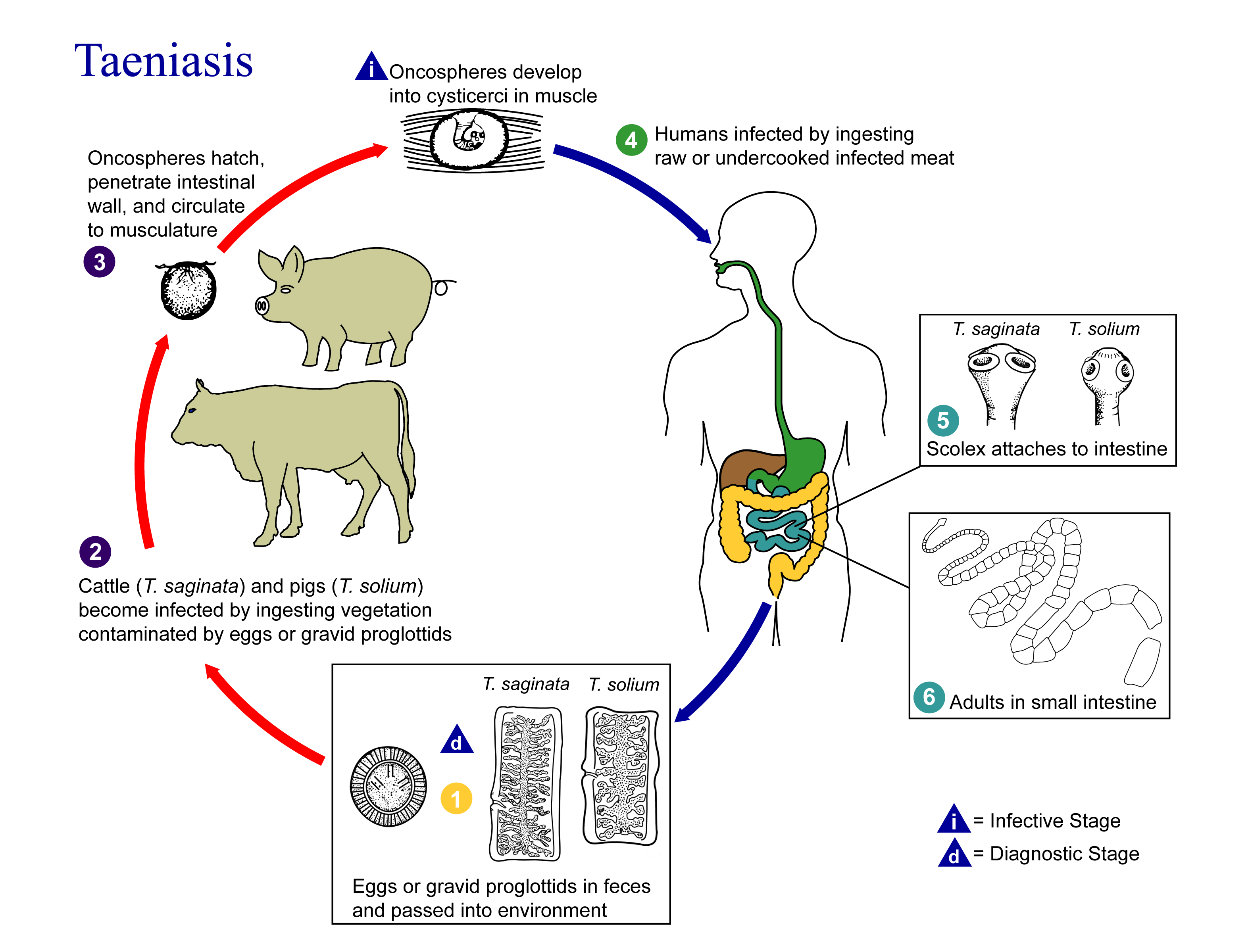 Life cycle of the cestode Taenia: Taeniasis is the infection of humans with the adult tapeworm of Taenia saginata or Taenia solium. Humans are the only definitive hosts for T. saginata and T. solium. Eggs or gravid proglottids are passed with feces (1); the eggs can survive for days to months in the environment. Cattle (T. saginata) and pigs (T. solium) become infected by ingesting vegetation contaminated with eggs or gravid proglottids (2). In the animal’s intestine, the oncospheres hatch (3), invade the intestinal wall, and migrate to the striated muscles, where they develop into cysticerci. A cysticercus can survive for several years in the animal. Humans become infected by ingesting raw or undercooked infected meat (4). In the human intestine, the cysticercus develops over 2 months into an adult tapeworm, which can survive for years. The adult tapeworms attach to the small intestine by their scolex (5) and reside in the small intestine (6). Length of adult worms is usually 5 m or less for T. saginata (however it may reach up to 25 m) and 2 to 7 m for T. solium. The adults produce proglottids which mature, become gravid, detach from the tapeworm, and migrate to the anus or are passed in the stool (approximately 6 per day). T. saginata adults usually have 1,000 to 2,000 proglottids, while T. solium adults have an average of 1,000 proglottids. The eggs contained in the gravid proglottids are released after the proglottids are passed with the feces. T. saginata may produce up to 100,000 and T. solium may produce 50,000 eggs per proglottid respectively.
