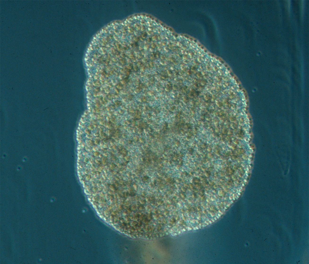 The Placozoa are a basal form of free-living (non-parasitic) multicellular organism. They are the simplest in structure of all animals. Three genera have been found: the classical Trichoplax adhaerens, Hoilungia hongkongensis, and Polyplacotoma mediterranea.